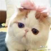 <b>加菲猫什么颜色最值钱 加菲猫颜色介绍</b>