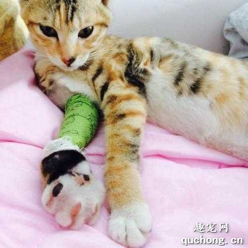 猫咪骨折怎么办 猫咪骨折表现