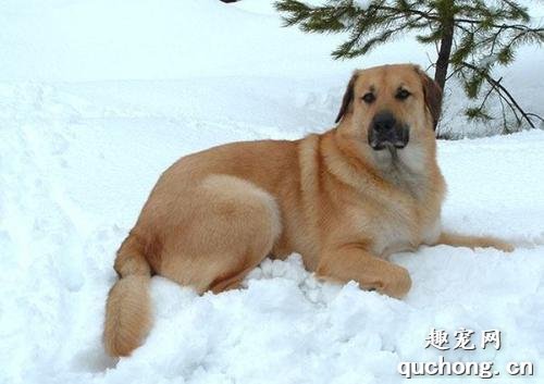 奇努克犬养护训练及价格