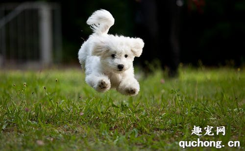 比熊犬怎样训练 比熊犬的训练方法