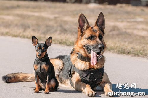 狗狗有多少种血型?犬的血型介绍