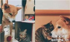 <b>猫主子抓不住逗猫棒，当场给了柴柴几巴掌</b>