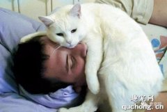 <b>小猫为什么喜欢睡在人头顶上？</b>