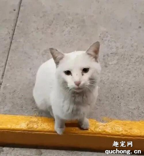 <b>流浪猫在超市门前骗吃骗喝，最后…竟然骗到了一个家！</b>