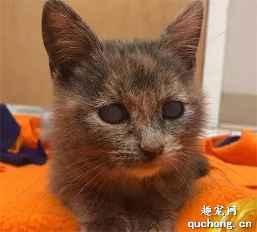 <b>失明小猫被人抛弃在门外，夫妇对它悉心照顾，它却只能活在家中</b>