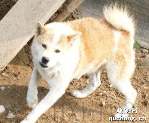 鞑子犬价格及饲养方法