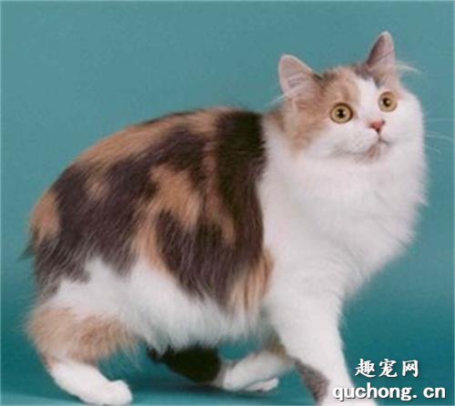 威尔士猫怎么养 威尔斯猫饲养方法