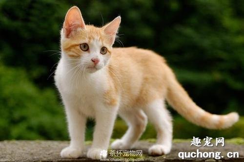 土耳其梵猫性格特点是什么?