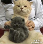 <b>橘猫生了一只英短小蓝猫，满脸愁容：这咋跟孩子他爹解释啊？</b>