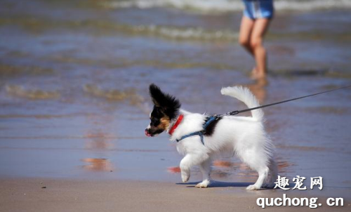 蝴蝶犬怎样训练好？这五招，能够帮上你！