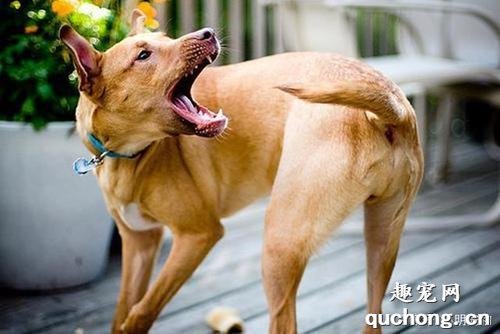 犬自咬症的六大发病原因