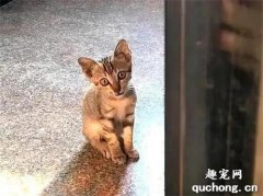 <b>小流浪猫主动上门求收养，趴在门缝向里张望：您家缺猫吗？</b>