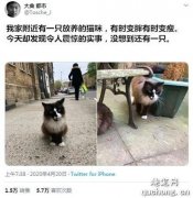 <b>喂养的流浪猫时胖时瘦，到今天才发现居然有两只一模一样的猫！</b>