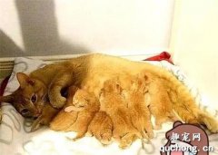 <b>收养了一只送上门的橘猫，2个月后却收到大礼物，女子一脸懵</b>