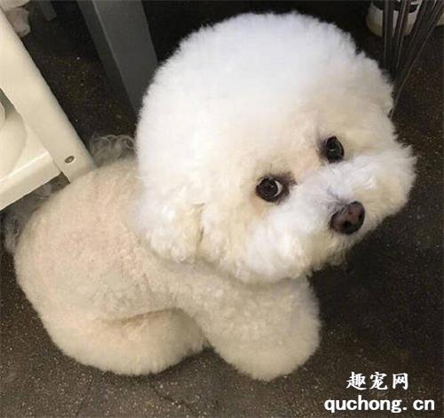 犬肠套叠的的症状及预防治疗方法