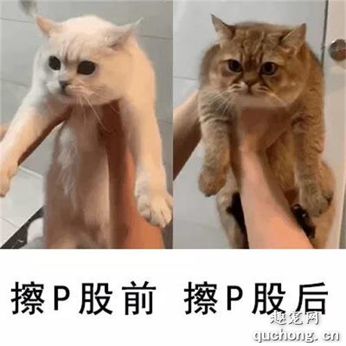 <b>上厕所没带纸怎么办？用猫猫擦一下就好了啊！</b>