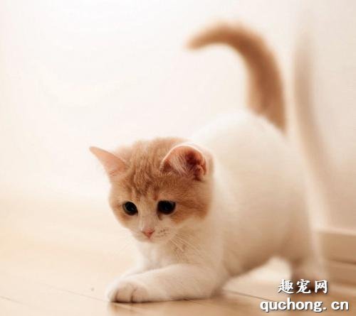 猫咪感染肺炎有什么症状？