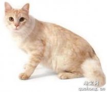 蒂凡尼猫喂什么 蒂凡尼猫喂养手册