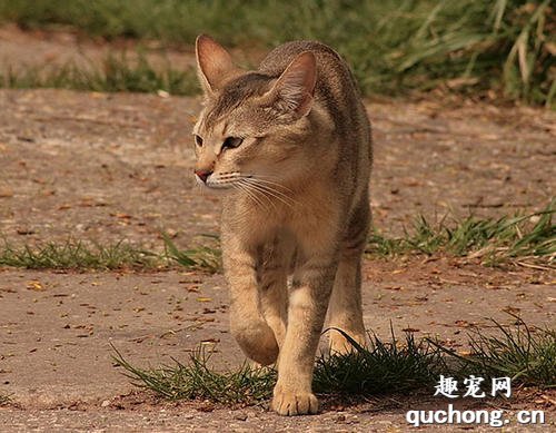 非洲狮子猫好养吗 非洲狮子猫喂养计划