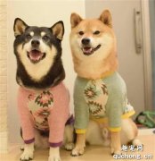 <b>柴犬听到要出门很开心，可下一秒戴上口罩后，笑容凝固了！</b>