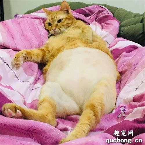 <b>猫咪做手术被剃毛，结果…像极了没穿内裤？？？</b>