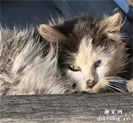 <b>夫妇收养鸳鸯眼流浪猫，照顾后发现：它太美了吧！</b>