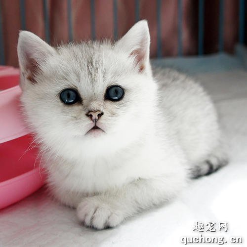 渐层属于英短还是美短 渐层猫是什么品种?