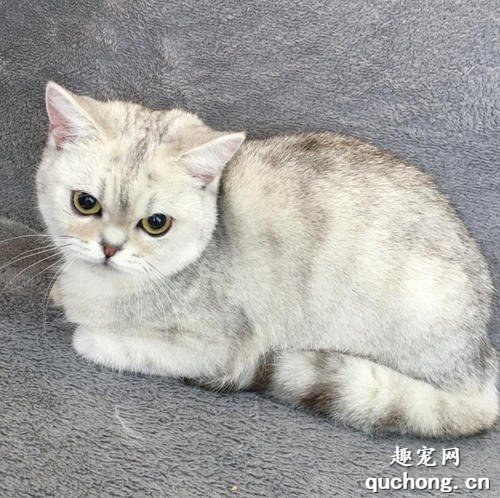 渐层属于英短还是美短 渐层猫是什么品种?