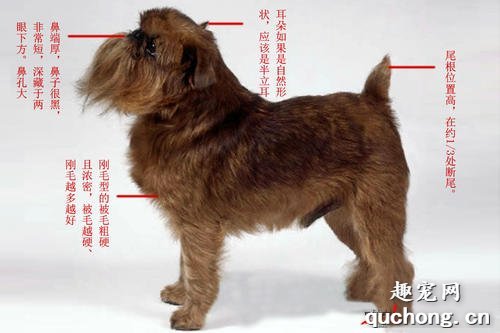 布鲁塞尔格里芬犬体态特征、性格特点及饲养方法