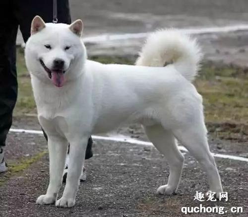 北海道犬的体态特征及生活习性