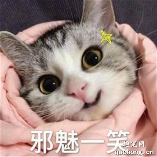 猫咪牙周炎吃什么药 牙周炎用药介绍