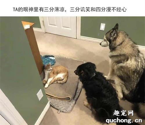 <b>窝被猫霸占之后的狗子们：一脸哀怨，然而并不敢反抗</b>