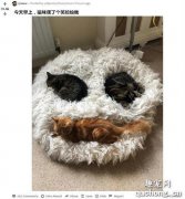 <b>网友说早上猫摆了个笑脸给她，走近一看。。。</b>