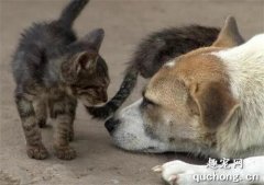 <b>狗狗落水，猫咪呼人来救，猫：一起出来玩当然要一起回去</b>