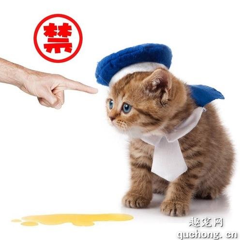 猫突然到处乱尿怎么办?