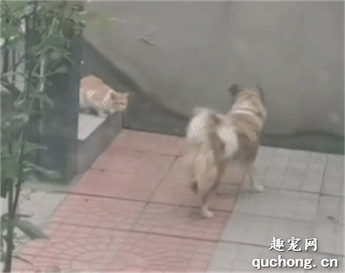 <b>狗狗把自己的肉包子送给了流浪猫...这是动画片吧？</b>