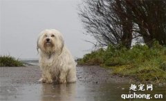 <b>暴雨，流浪狗上门躲雨，怕被驱赶，它一直在冲人类笑！</b>