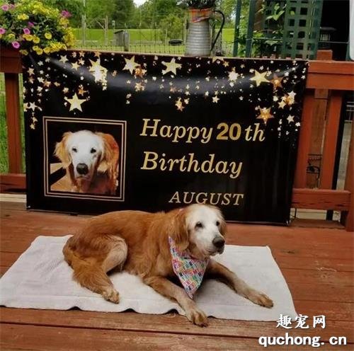 <b>它是第一只20岁的金毛犬：超过十万人祝它生日快乐，狗生已经值了</b>