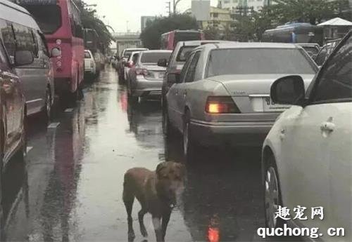 <b>狗狗在车流中不断地追寻着汽车，原来竟是为了找寻抛弃它的主人……</b>