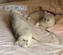 <b>公猫：“被发情母猫缠上了怎么办啊啊啊？”</b>