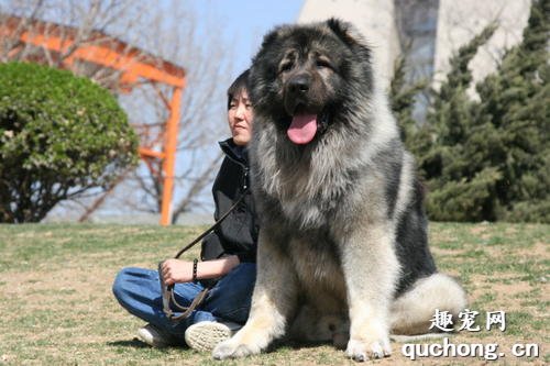 高加索犬训练站立的方法