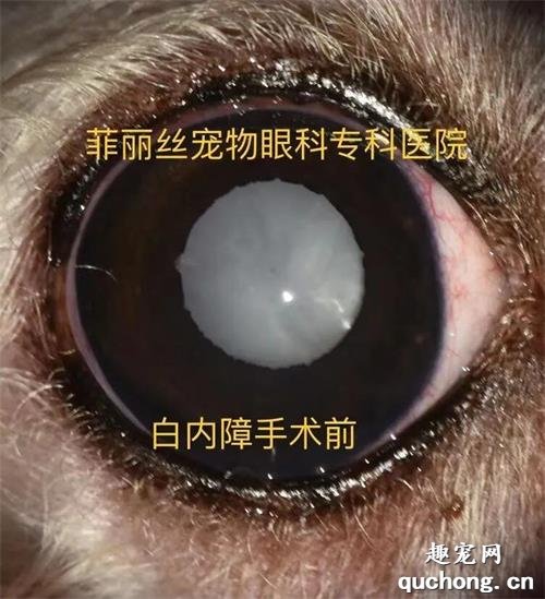 <b>关于狗狗白内障的七个问题，你知道几个？</b>