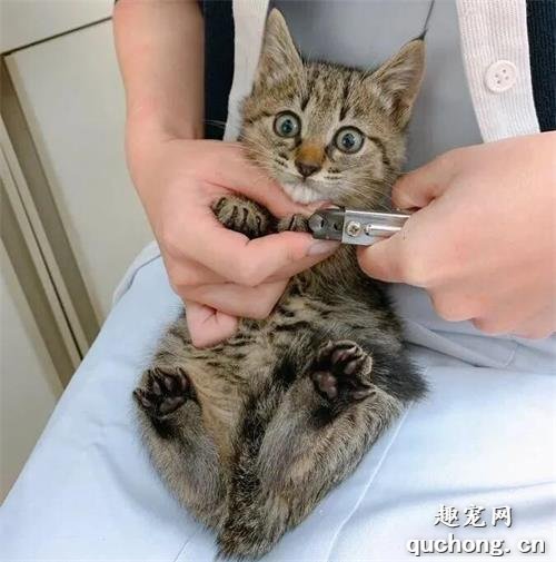 <b>小猫咪第一次剪指甲啥样？就可爱到懵逼呗！</b>