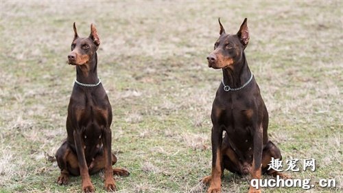 让杜宾犬不挑食的办法