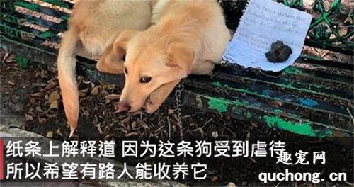 <b>父母虐待狗狗，孩子只能含泪偷偷把狗“扔掉”......</b>