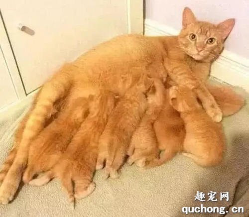 猫咪生产之后需要注意什么？