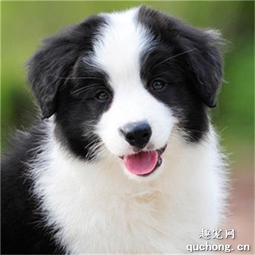 新手养边境牧羊犬的3个必备常识