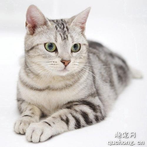 世界名猫之美国短毛猫品种介绍