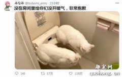 <b>如果家里没有暖气，能把猫咪逼成什么样子？</b>