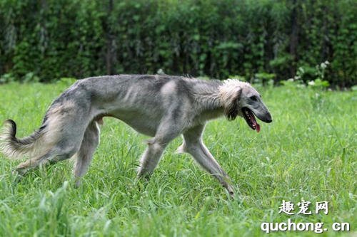 什么是山东细犬？山东细犬的特征是什么？